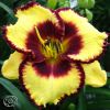 Hemerocallis Calico Jack